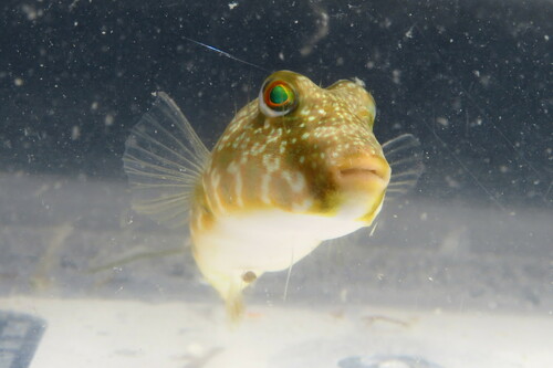 Puffer (Sphoeroides nephelus) — Tetraodontidae — 4
