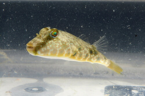 Southern Puffer