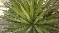 Yucca filifera