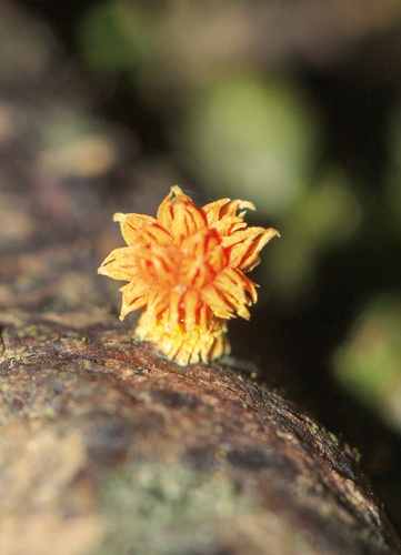 Golden-scruffy Collybia