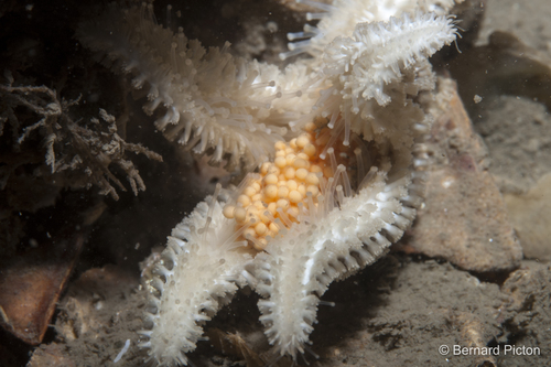 Leptasterias muelleri