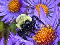 Bombus impatiens