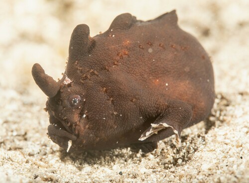 Smooth anglerfish (Phyllophryne scortea) — Antennariidae