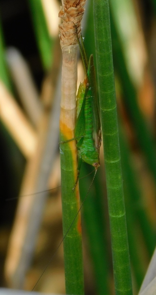 Bradley's Meadow Katydid