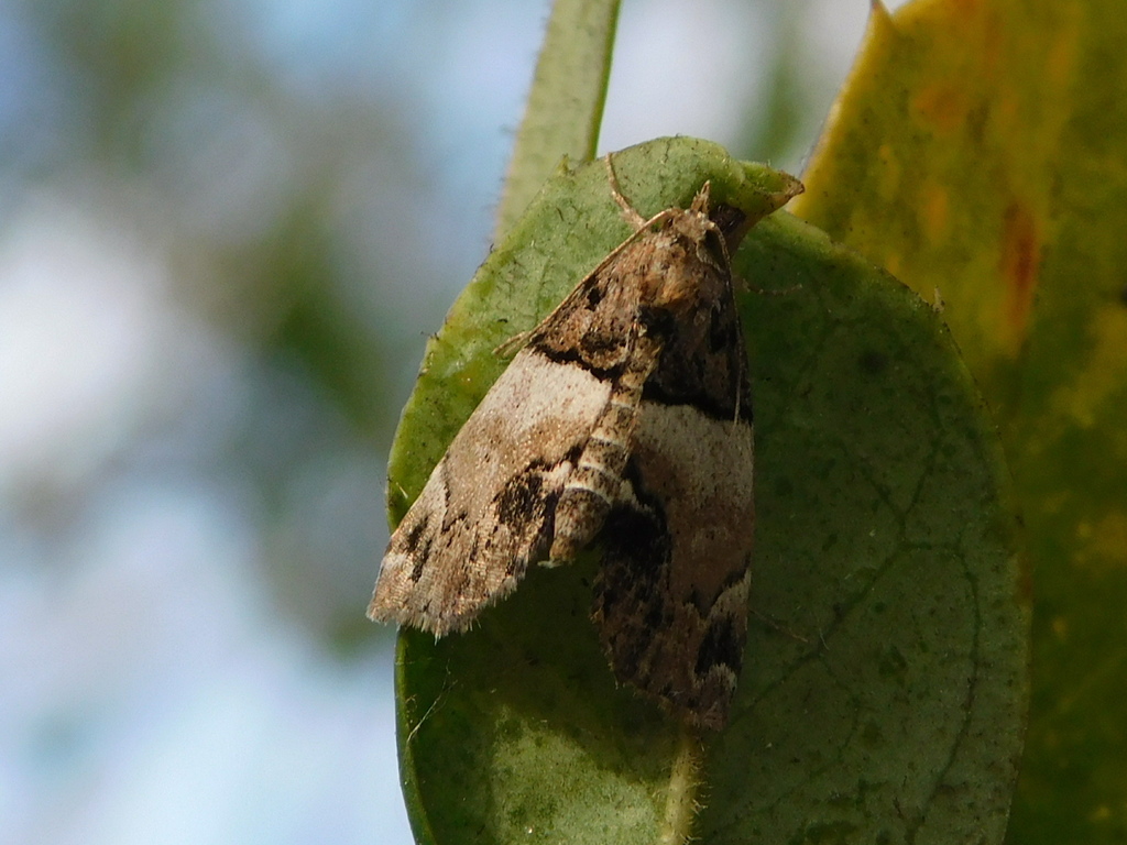 Distinguished Cypress Owlet Moth
