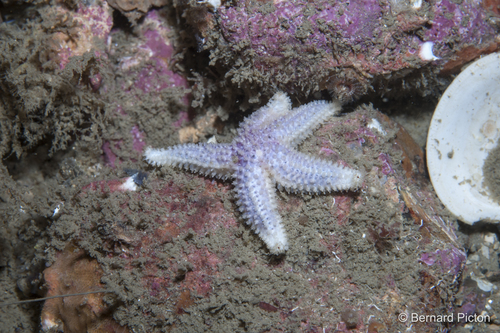 Leptasterias muelleri