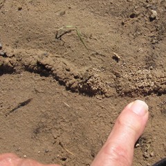 Neoscapteriscus borellii