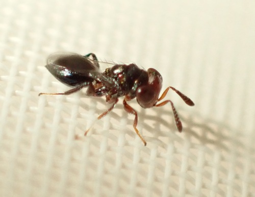 Moranila californica, 2023-03-11