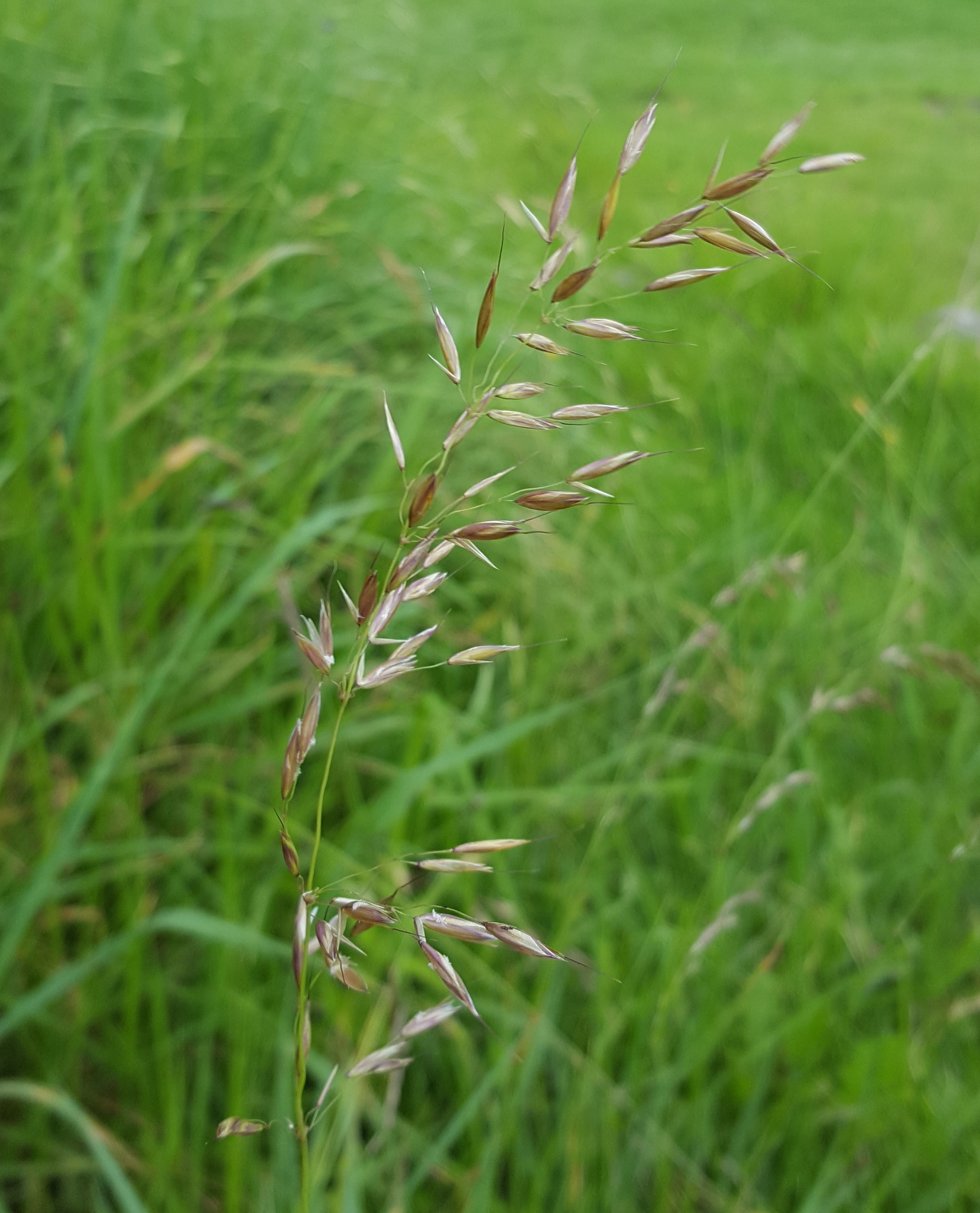 (c) François Rousseu, certains droits réservés (CC BY-NC) https://www.inaturalist.org/observations/150796775