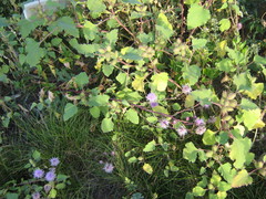 Xanthium orientale riparium