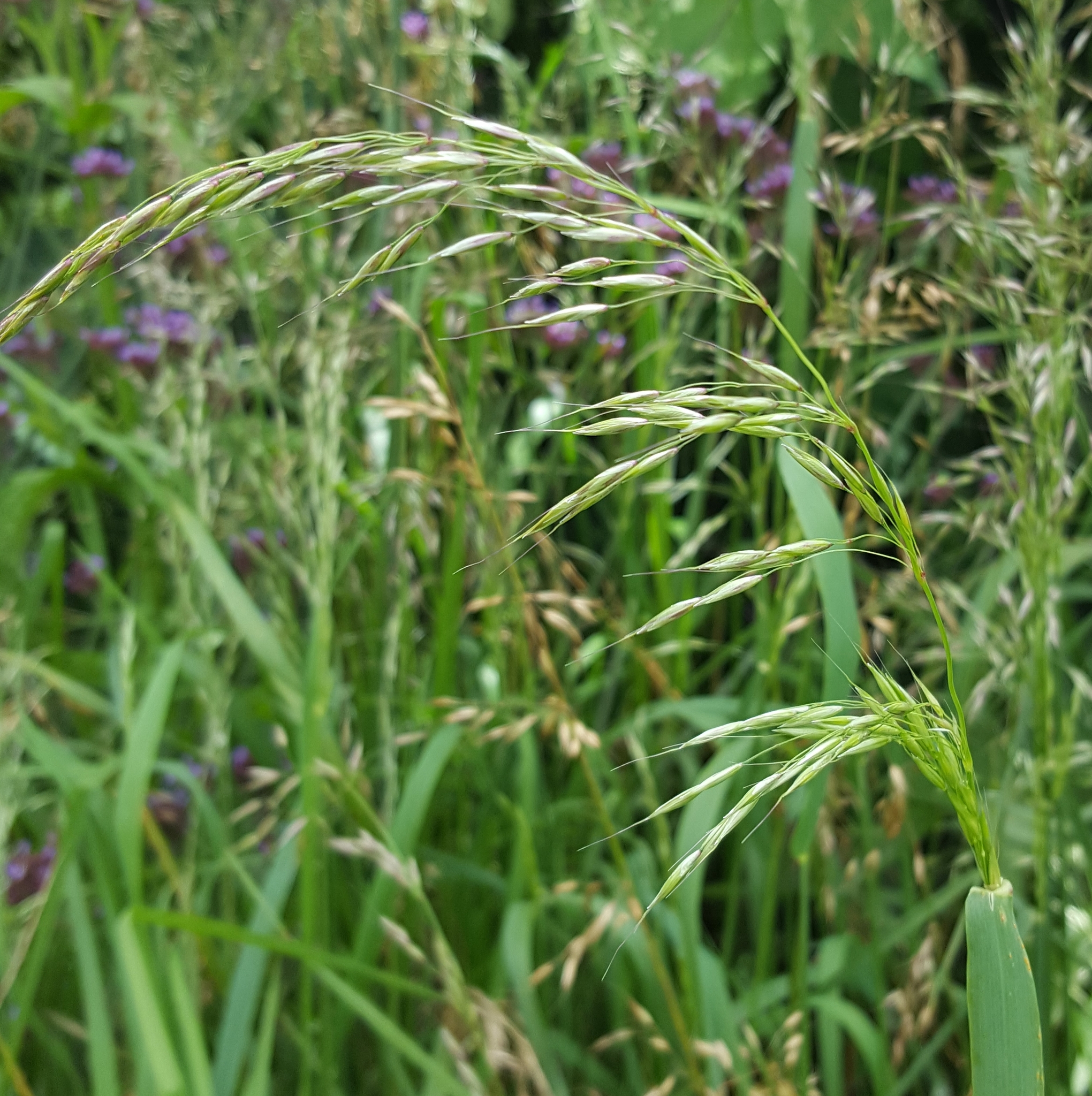 (c) François Rousseu, certains droits réservés (CC BY-NC) https://www.inaturalist.org/observations/150796780