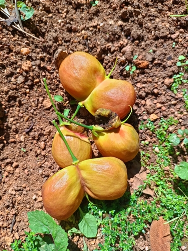 Harpullia arborea observed 2023-03-11