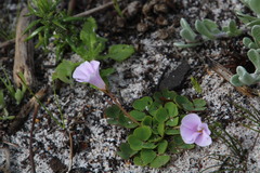 Oxalis commutata concolor