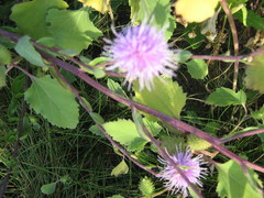 Xanthium orientale riparium