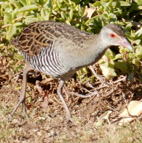 Guión africano (Crex egregia)