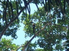 Ramphastos vitellinus
