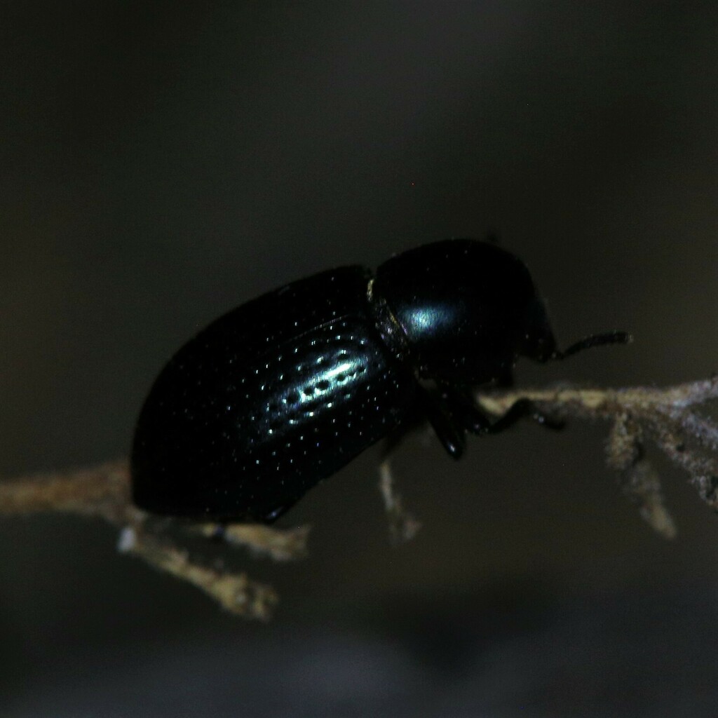 Darkling Beetles from Ashburton, WA, Australia on March 10, 2023 at 12