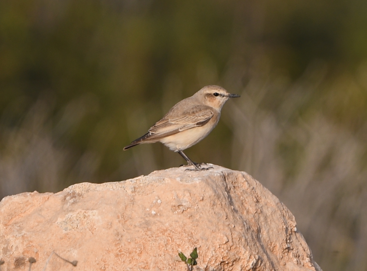 Isabelline Wheatear