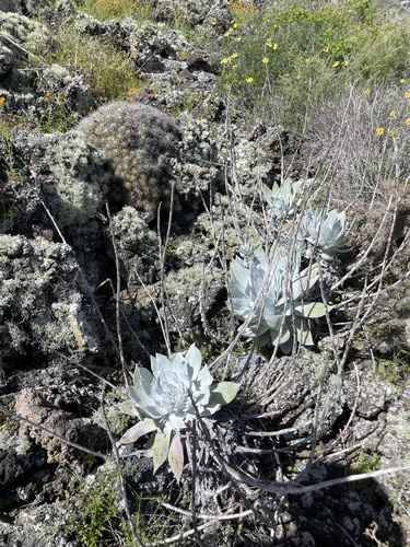 Dudleya anthonyi