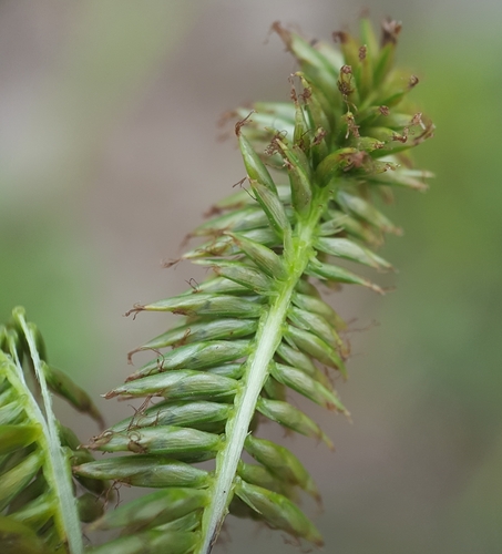 Mariscus image