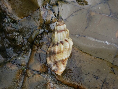Canarium elegans
