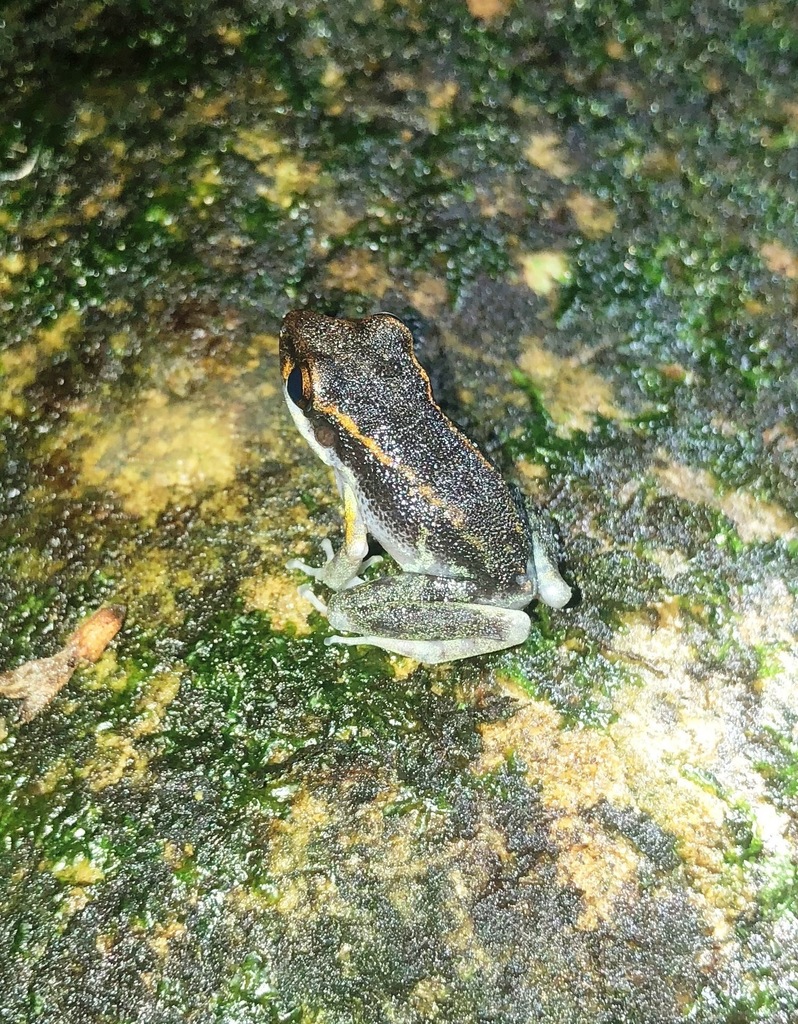 Gaige's Rain Frog from Panama on September 30, 2018 at 0721 PM by rking. False Dart Frog