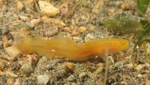 Yellow cuskeel (Dermatopsis multiradiatus) — Bythitidae — 5