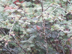 Turdus migratorius image