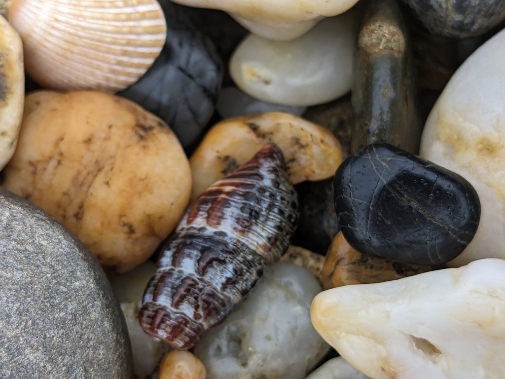 Australian Mud Whelk from Valla Beach NSW 2448, Australia on March 11 ...