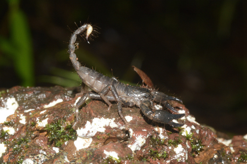 Giant Forest Scorpion (Gigantometrus swammerdami) · iNaturalist
