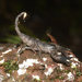 Giant Forest Scorpion - Photo (c) Jayant M Deshpande, some rights reserved (CC BY-NC), uploaded by Jayant M Deshpande