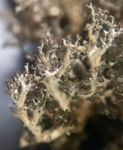 Dendriscosticta gelida