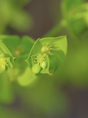Image of Euphorbia tetrapora by (c) Michelle W. （鍾偉瑋）, some rights reserved (CC BY)
