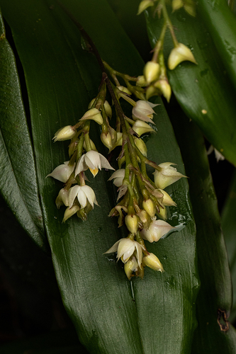 Powder Orchid