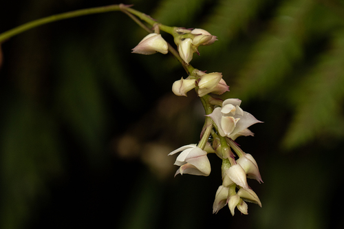 Powder Orchid