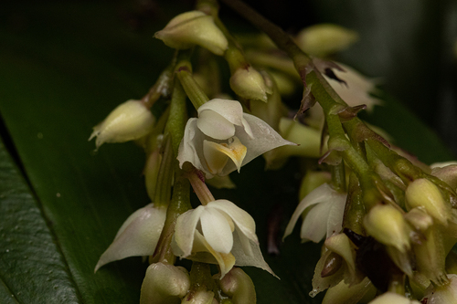 Powder Orchid