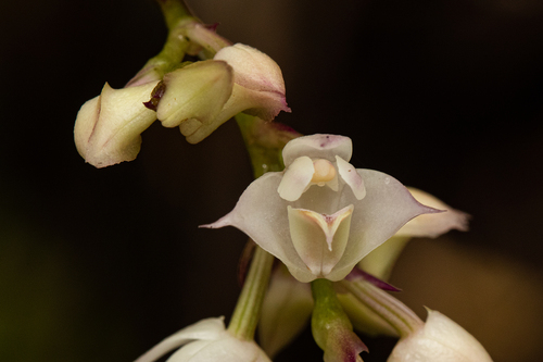 Powder Orchid