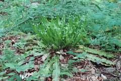 Asplenium scolopendrium americanum