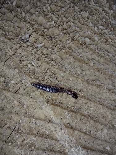 dlhokrčky (Raphidioptera)