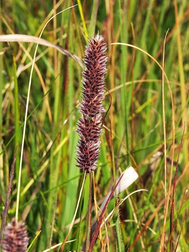 Eragrostis tincta image