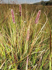 Eragrostis tincta image