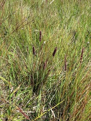 Eragrostis tincta image