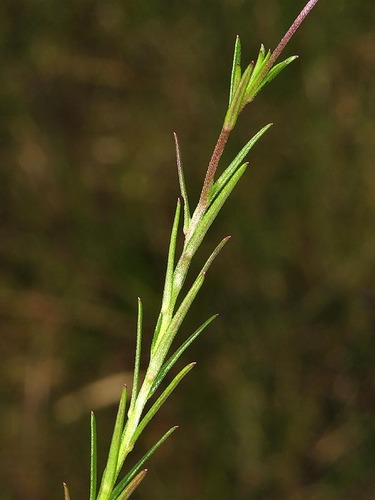 Monopsis decipiens image