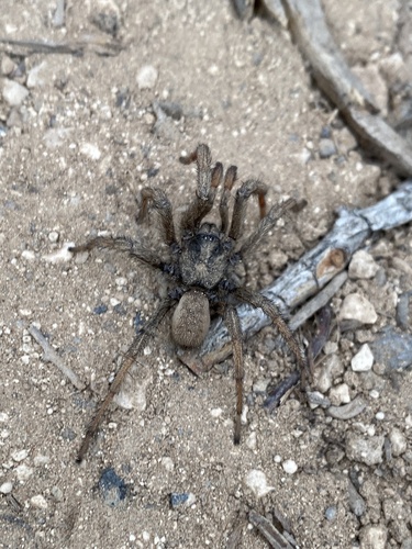 Aptostichus pennjillettei