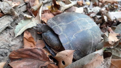 West African Mud Turtle