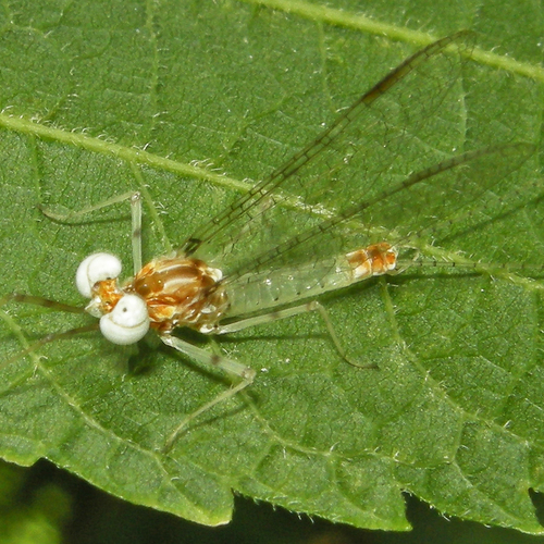 Maccaffertium modestum