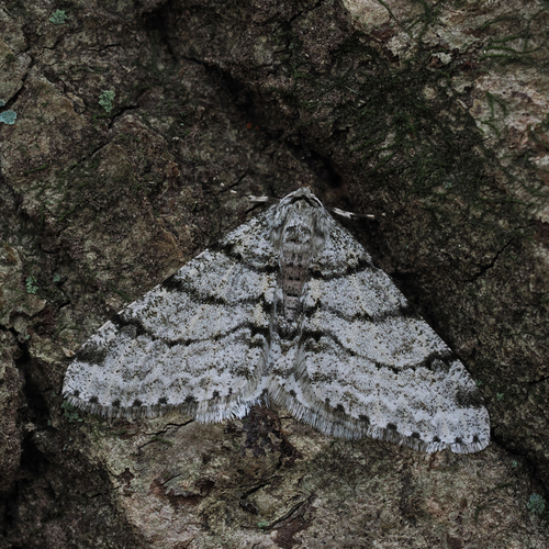 Phigalia verecundaria