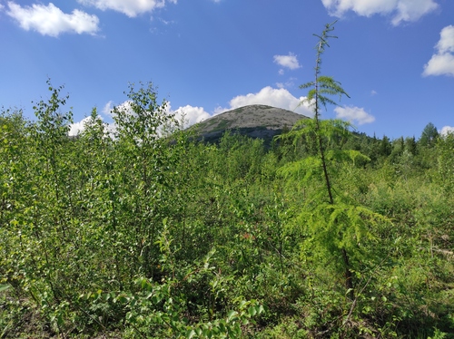 Dahurian larch (Larix gmelinii)