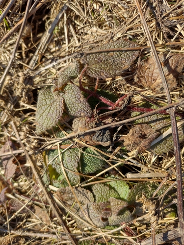 hluchavka (Lamium)