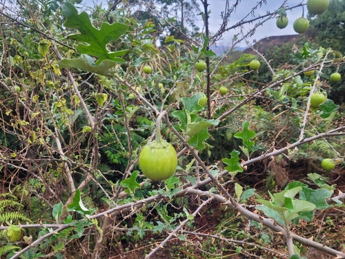 soda-apple nightshade